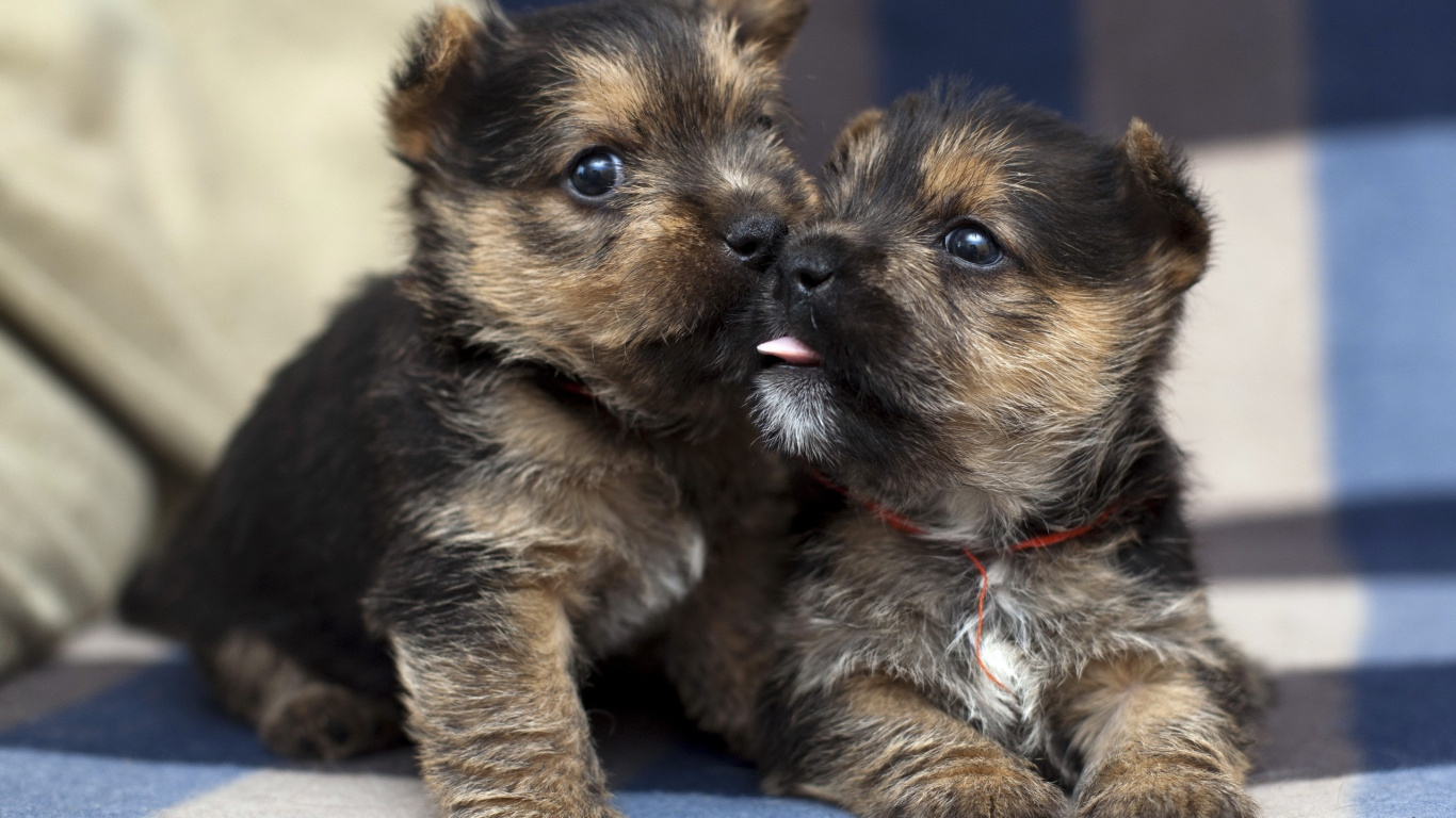 Обои щенок, Керн терьер, привлекательность, собака породы, позвоночное животное в разрешении 1366x768