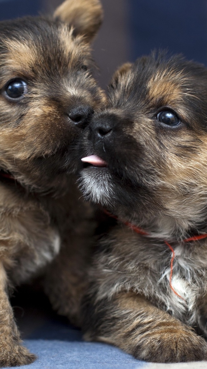 Обои щенок, Керн терьер, привлекательность, собака породы, позвоночное животное в разрешении 720x1280