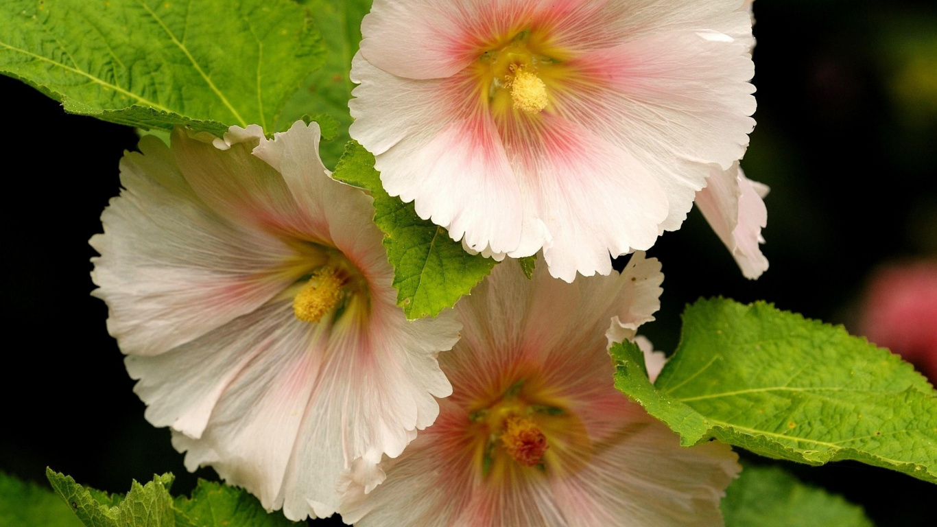Обои цветковое растение, лепесток, китайский гибискус, семья мальвы, цветник в разрешении 1366x768