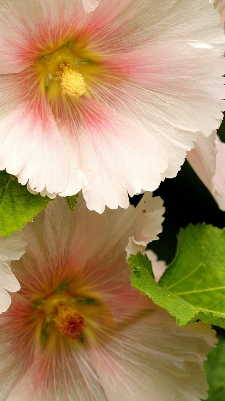 Обои цветковое растение, лепесток, китайский гибискус, семья мальвы, цветник в разрешении 750x1334