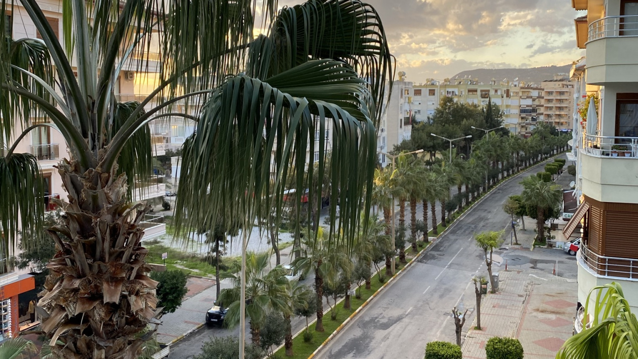 Обои пальмовые рощи, растение, облако, дерево, городской дизайн в разрешении 1280x720