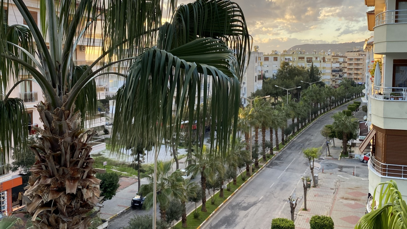 Обои пальмовые рощи, растение, облако, дерево, городской дизайн в разрешении 1366x768