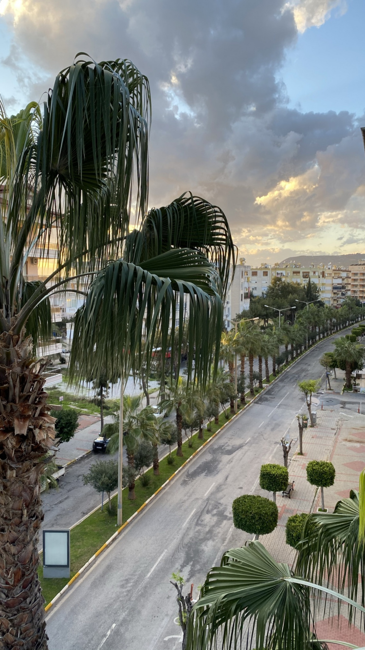Обои пальмовые рощи, растение, облако, дерево, городской дизайн в разрешении 750x1334