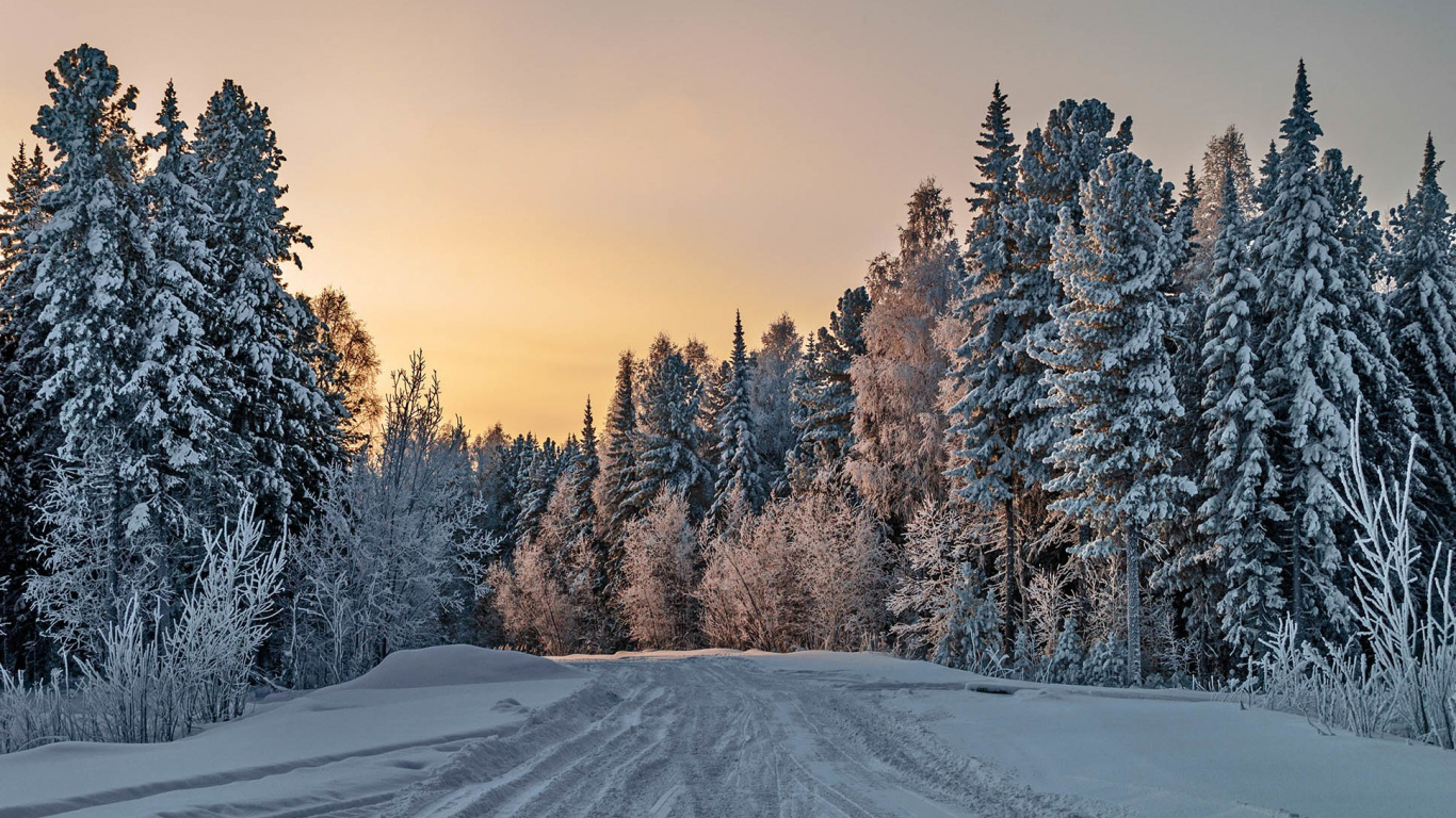 Обои зима, снег, дерево, природа, замораживание в разрешении 1366x768