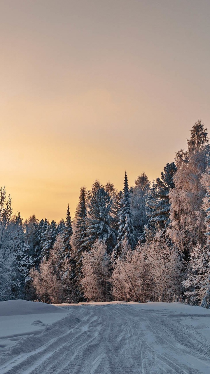 Обои зима, снег, дерево, природа, замораживание в разрешении 720x1280