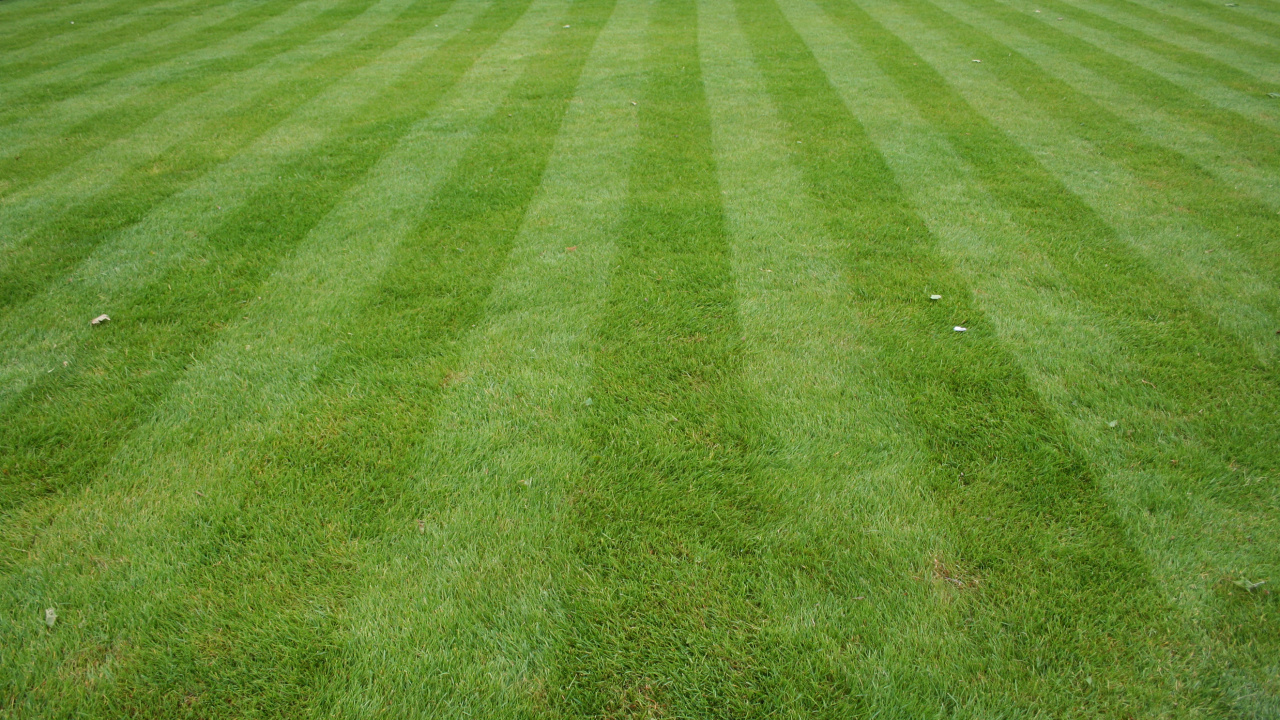 Обои газон, искусственное покрытие, трава, зеленый, сенокосное угодье в разрешении 1280x720