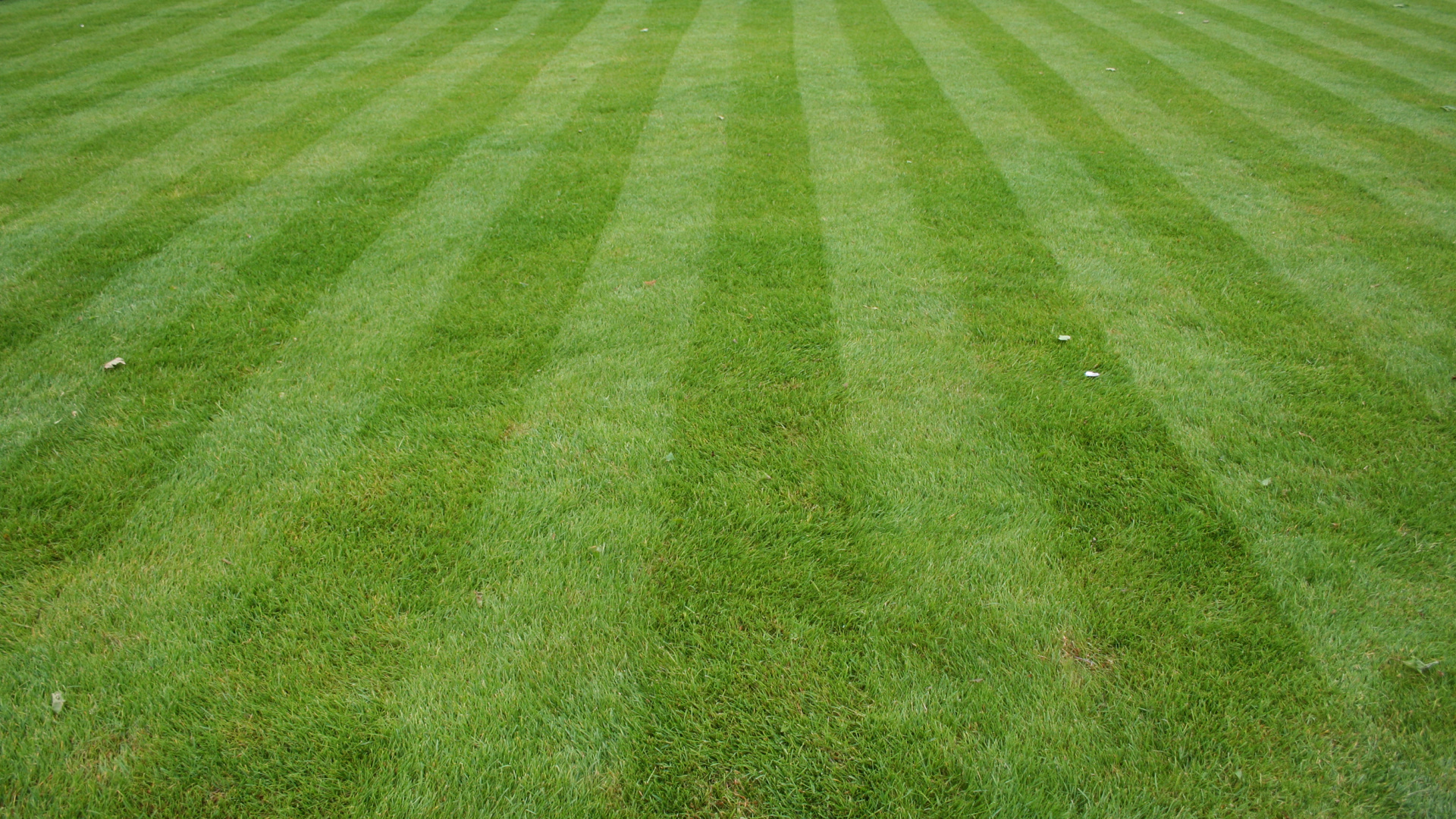 Обои газон, искусственное покрытие, трава, зеленый, сенокосное угодье в разрешении 1920x1080