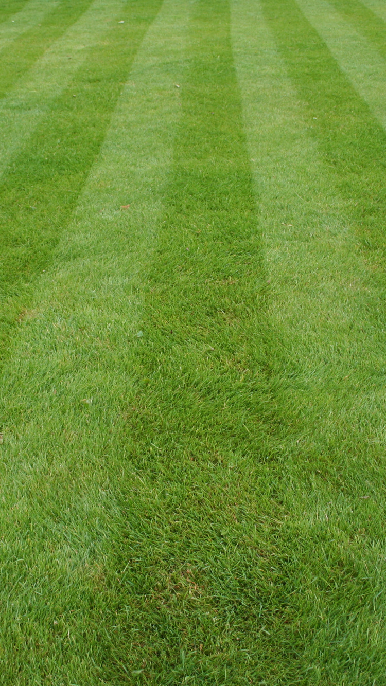 Обои газон, искусственное покрытие, трава, зеленый, сенокосное угодье в разрешении 750x1334