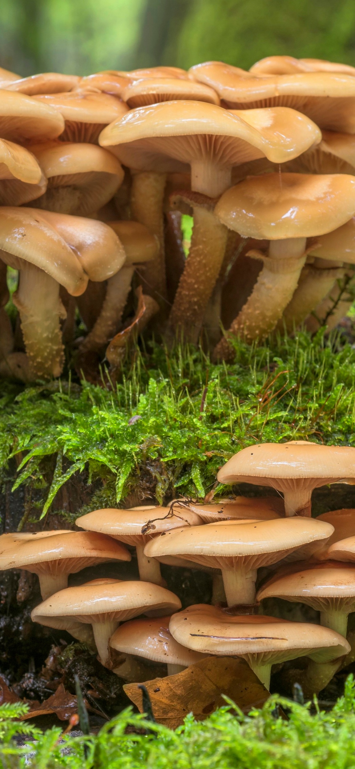 Обои лекарственный гриб, копеечные плюшки, Agaricus bisporus, пень, мох в разрешении 1242x2688