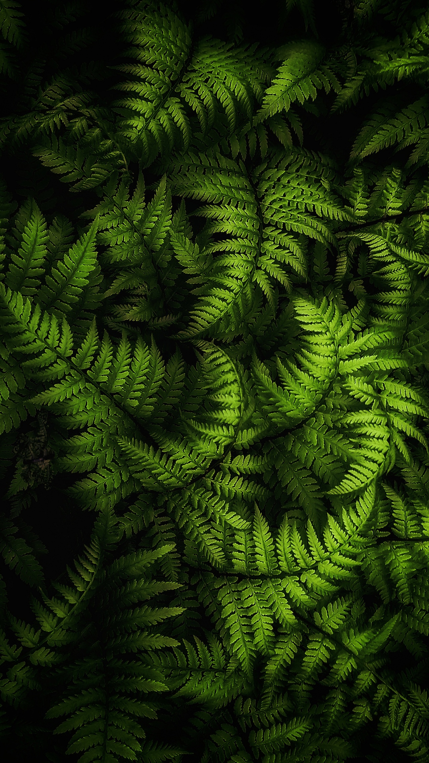 Обои растение, ветвь, наземное растение, вечнозеленое растение, природный ландшафт в разрешении 1440x2560