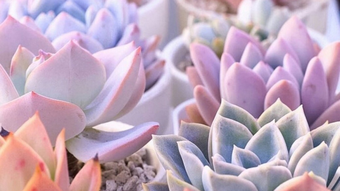 Обои суккулент, кактус, пастель, Эхеверий, цветок в разрешении 1366x768