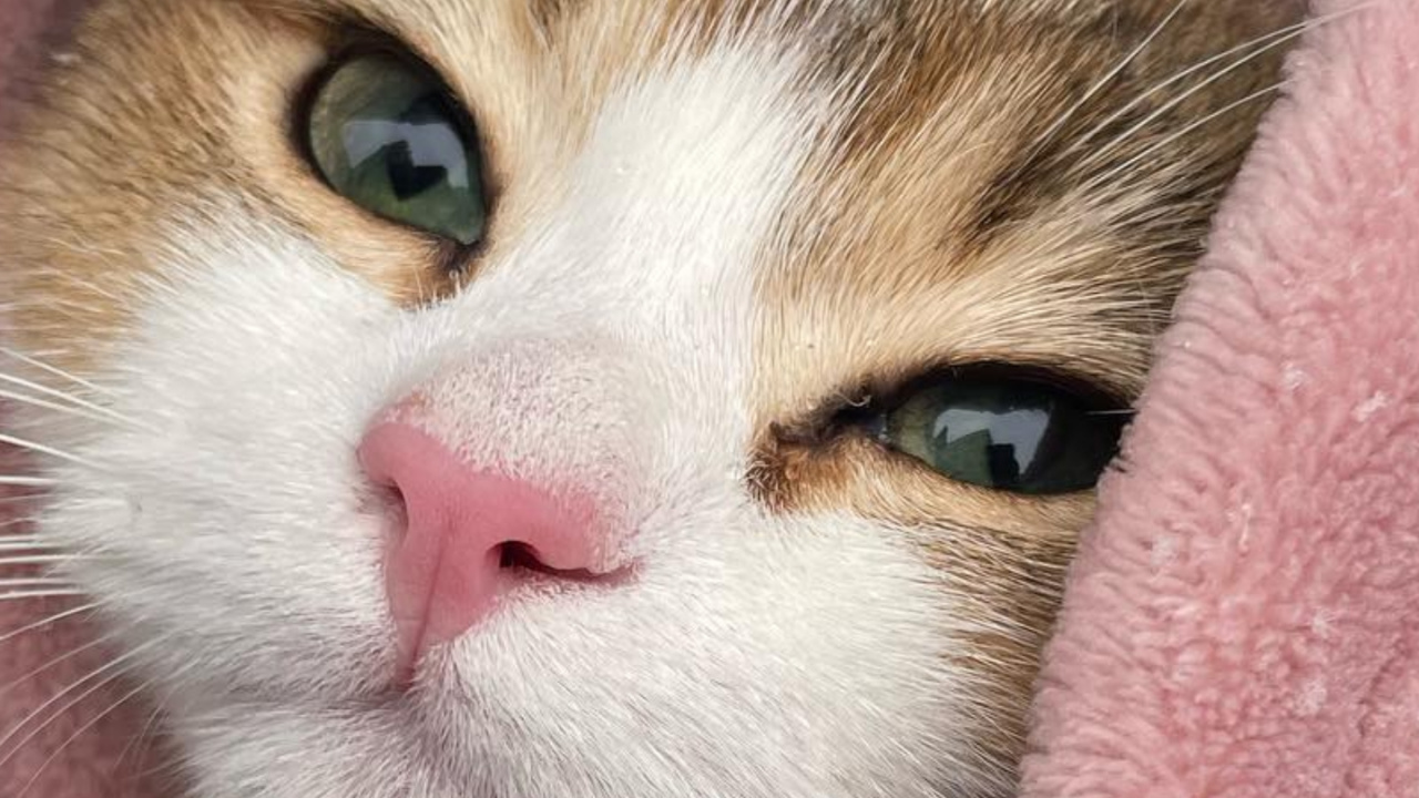 Обои кот, кошачьих, кошки малого и среднего размера, бакенбарды, олененок в разрешении 1280x720