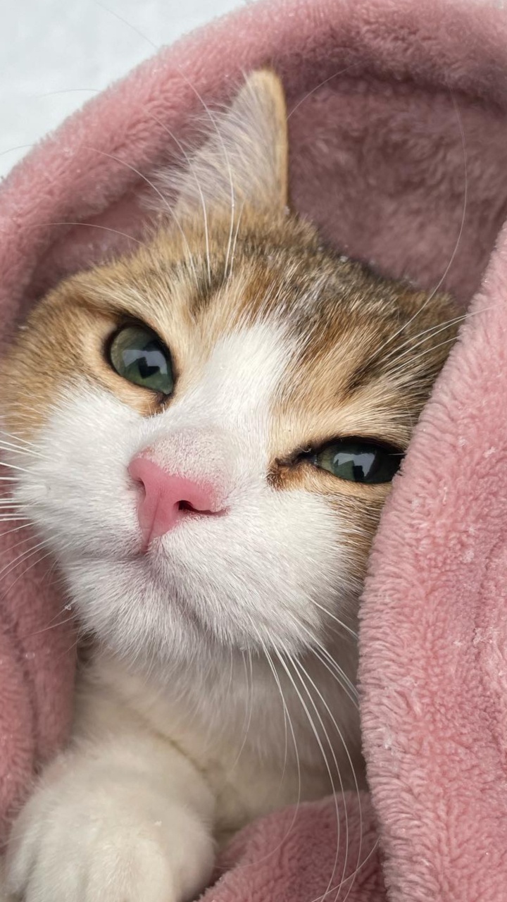 Обои кот, кошачьих, кошки малого и среднего размера, бакенбарды, олененок в разрешении 720x1280