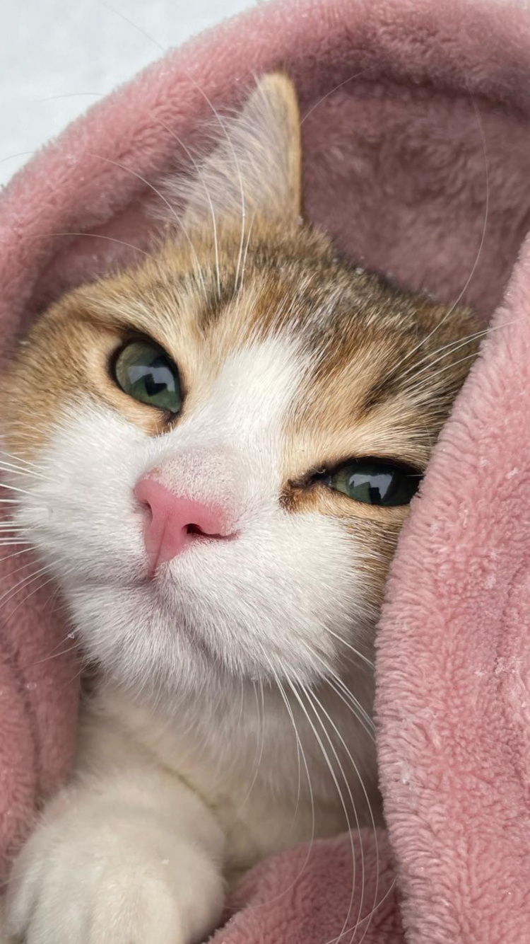 Обои кот, кошачьих, кошки малого и среднего размера, бакенбарды, олененок в разрешении 750x1334