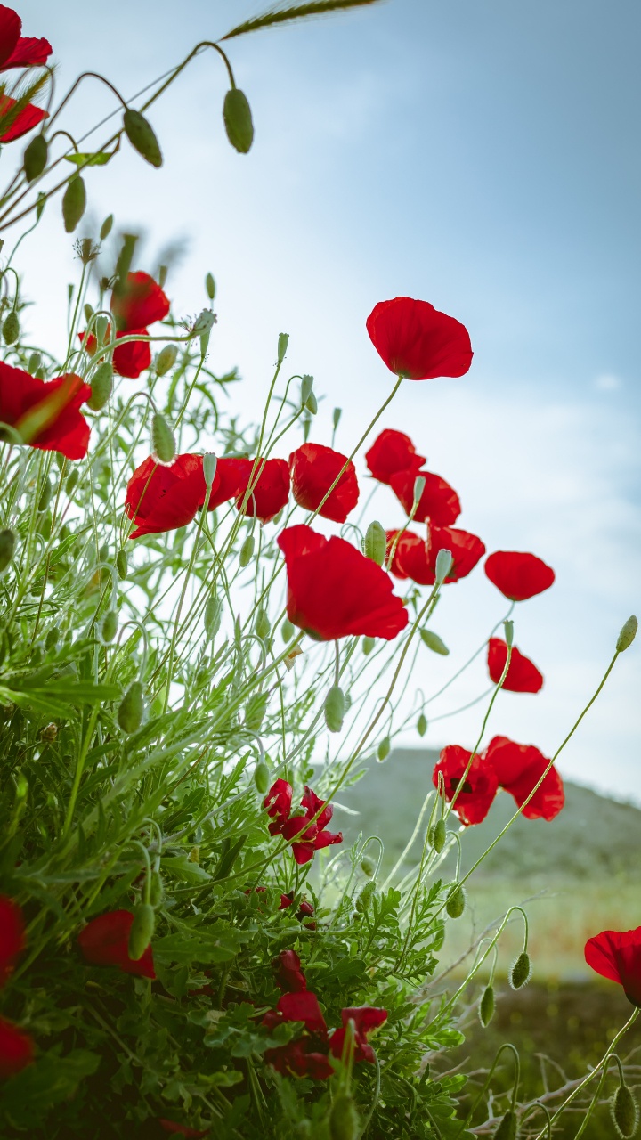 Обои цветковое растение, цветок, красный цвет, коклико, растение в разрешении 720x1280