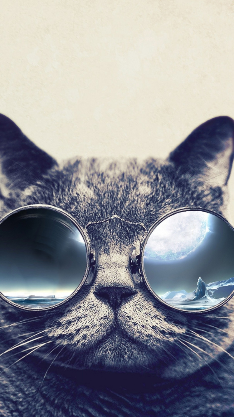 Обои кот, котенок, бакенбарды, кошачьих, морда в разрешении 750x1334