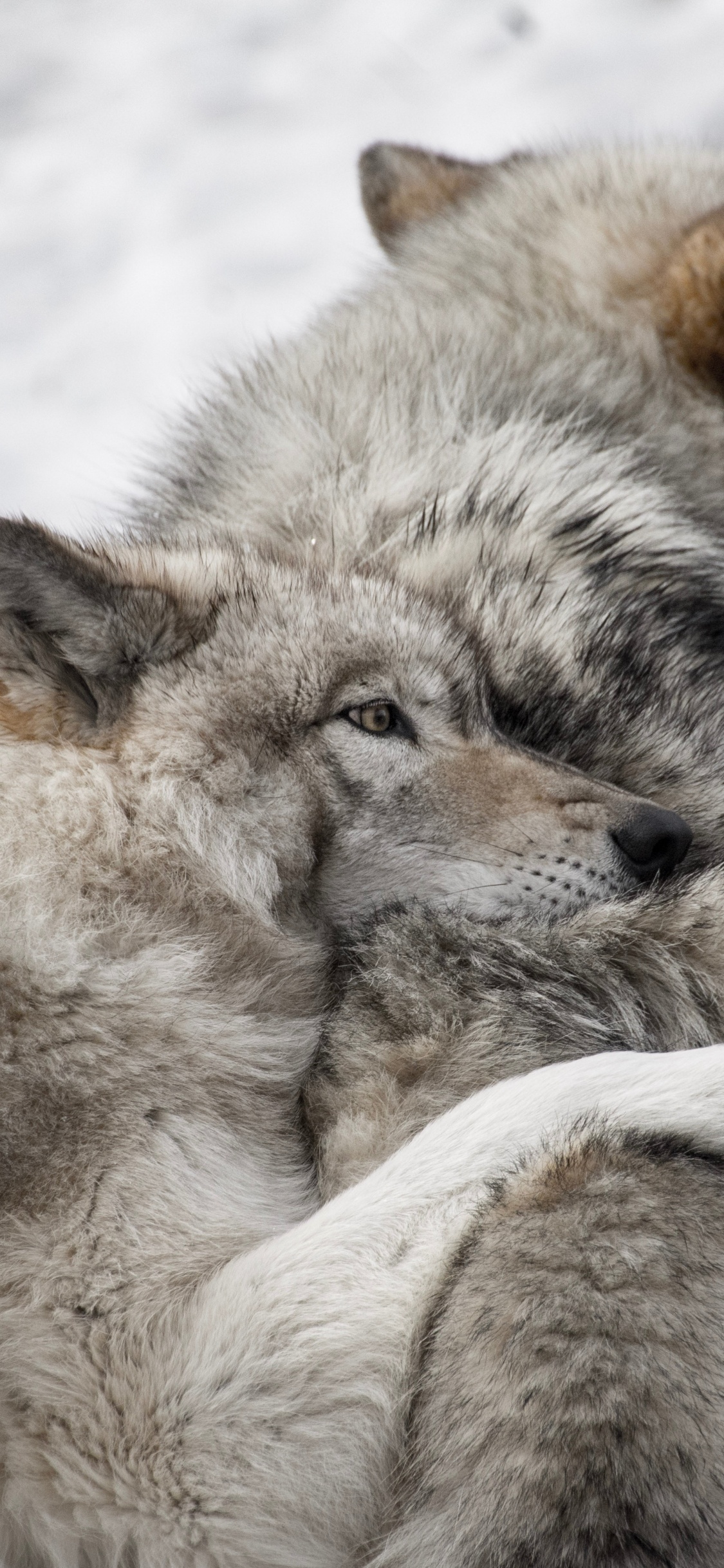 Обои два волка, пес, черный волк, Псовые, живая природа в разрешении 1125x2436