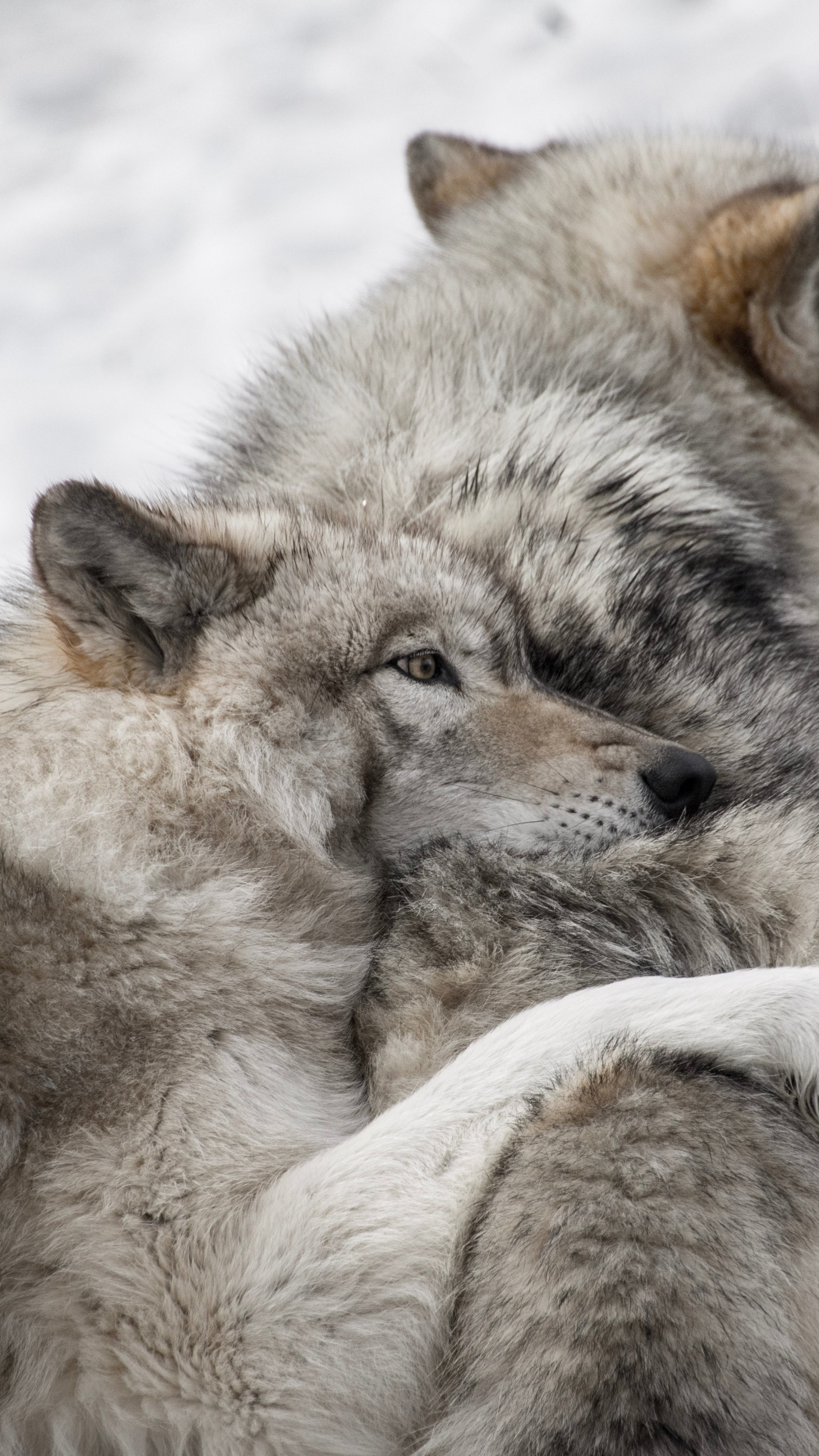 Обои два волка, пес, черный волк, Псовые, живая природа в разрешении 1440x2560