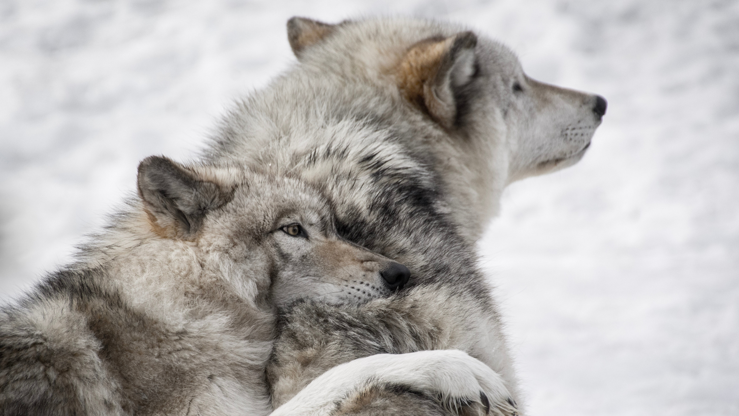 Обои два волка, пес, черный волк, Псовые, живая природа в разрешении 2560x1440