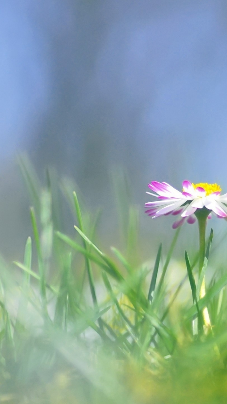 Обои луг, растение, полевой цветок, общие Дейзи, ромашки в разрешении 750x1334