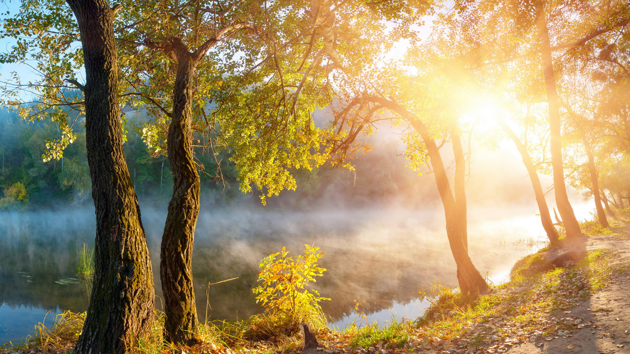 Обои осень, природа, солнечный свет, утро, лес в разрешении 1280x720