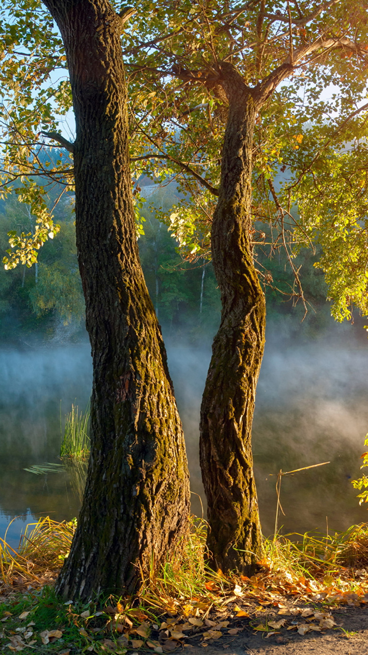 Обои осень, природа, солнечный свет, утро, лес в разрешении 750x1334