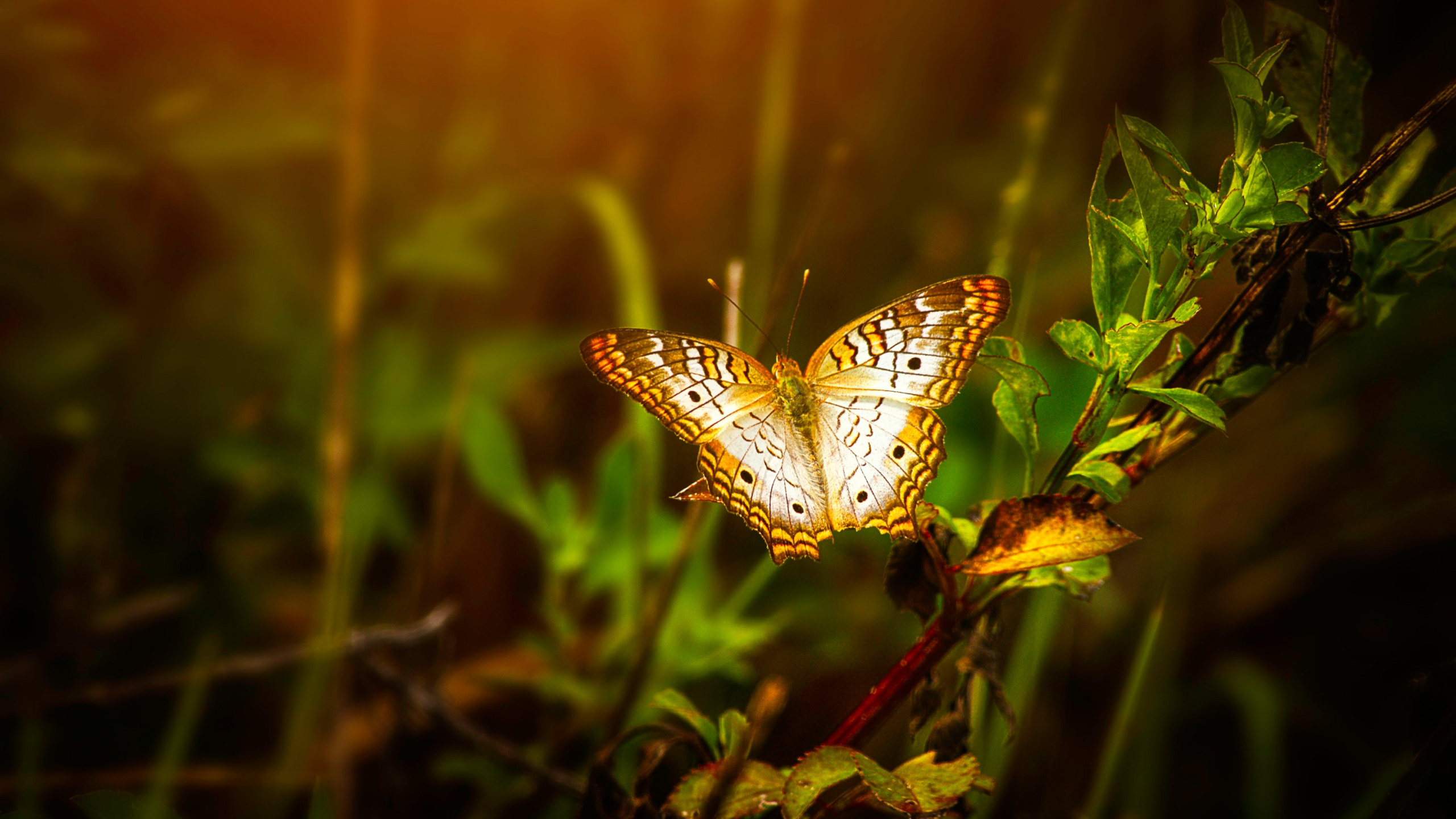 Обои бабочка, Синтия подрода, насекомое, мотыльки и бабочки, природа в разрешении 2560x1440