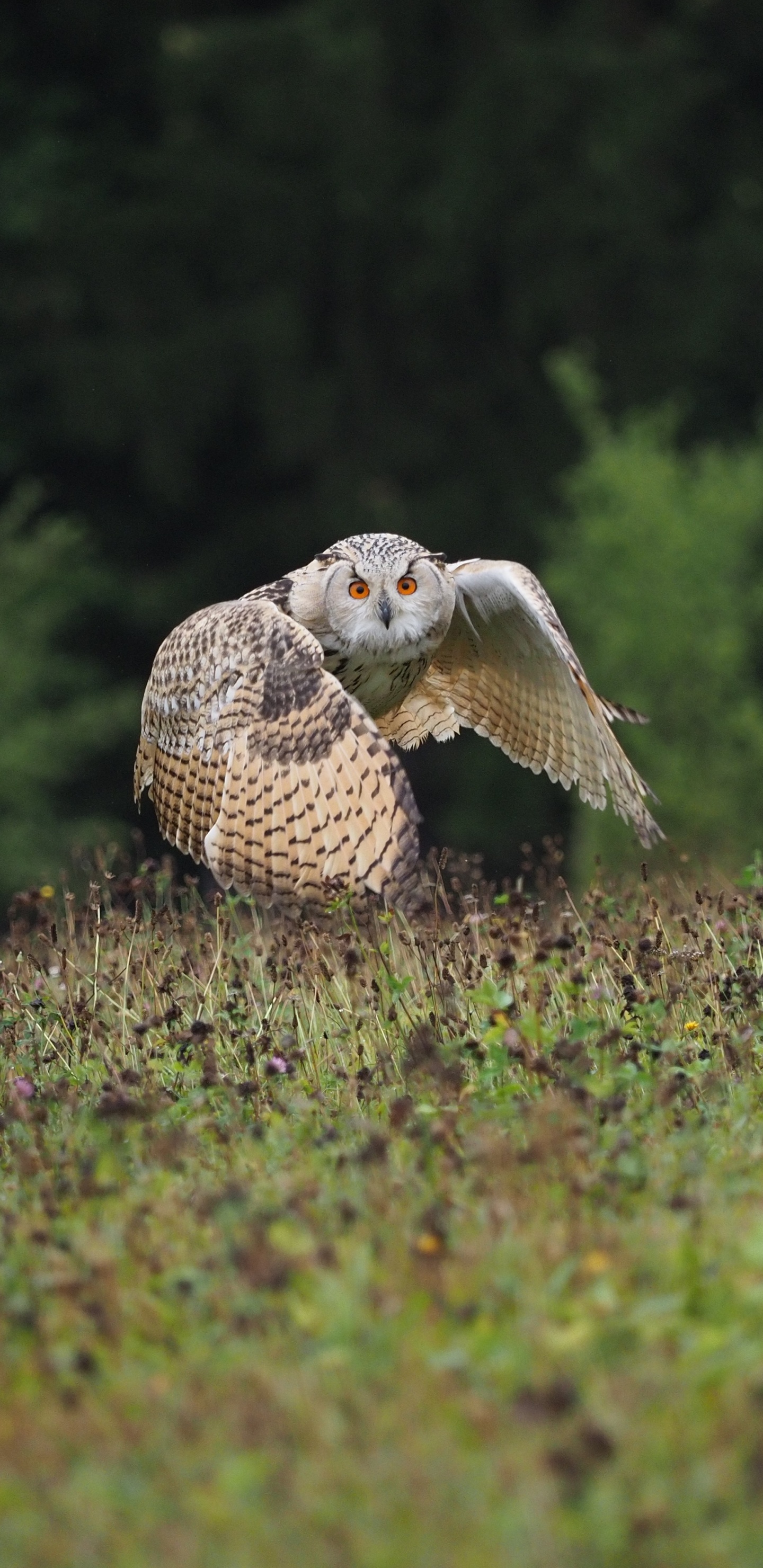 Обои клюв, сова, живая природа, хищная птица, сипуха в разрешении 1440x2960