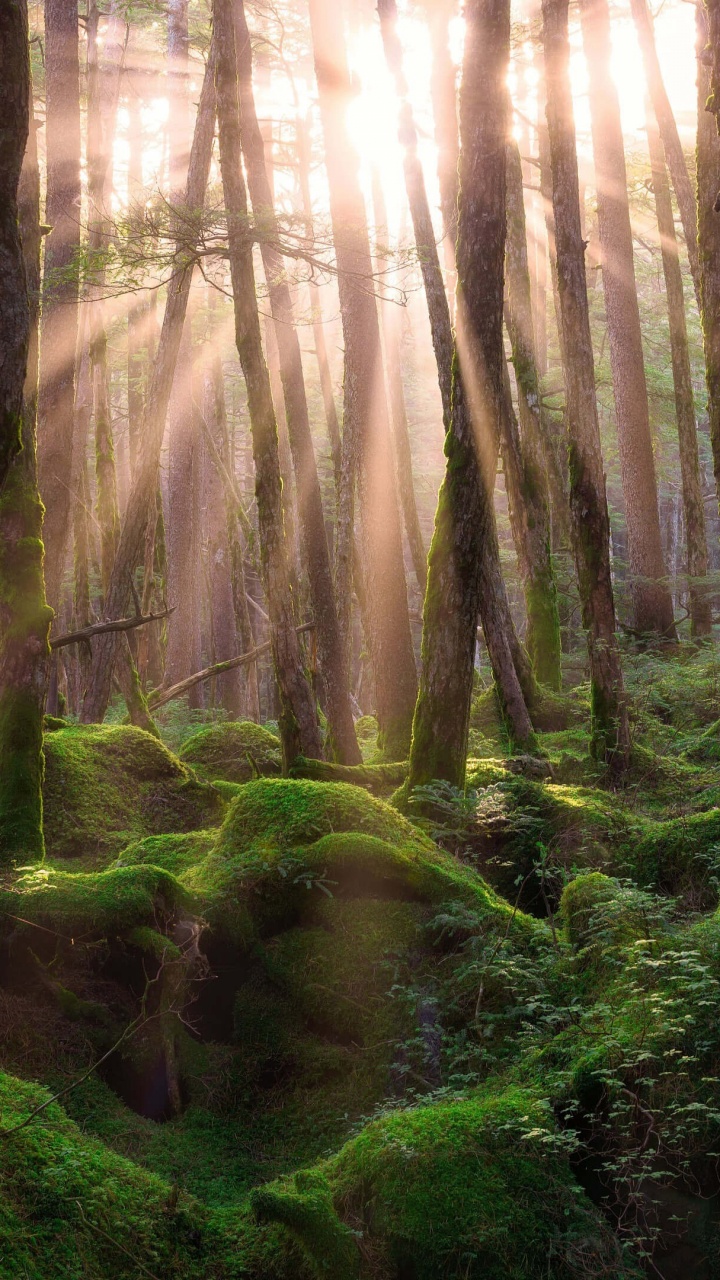 Обои лес, дерево, природа, лесистая местность, растительность в разрешении 720x1280