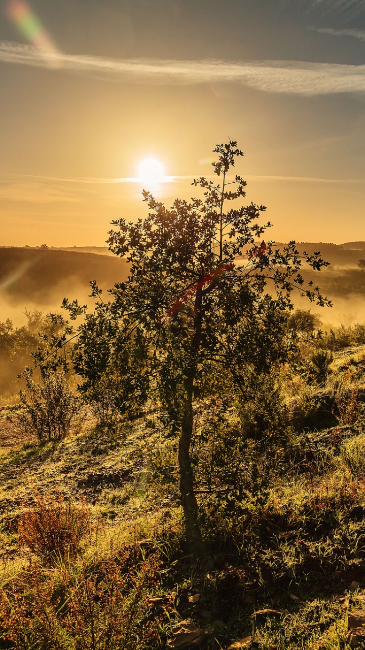 Обои природа, утро, растительность, солнечный свет, дерево в разрешении 720x1280