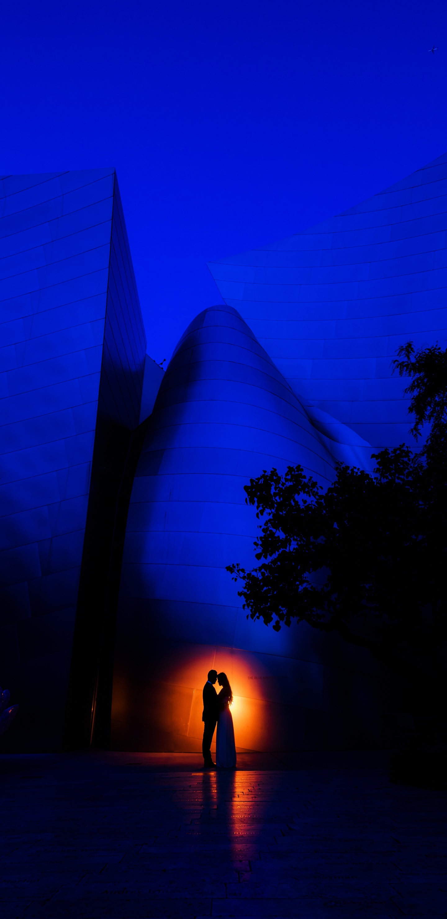 Обои синий, свет, ночь, темнота, дерево в разрешении 1440x2960