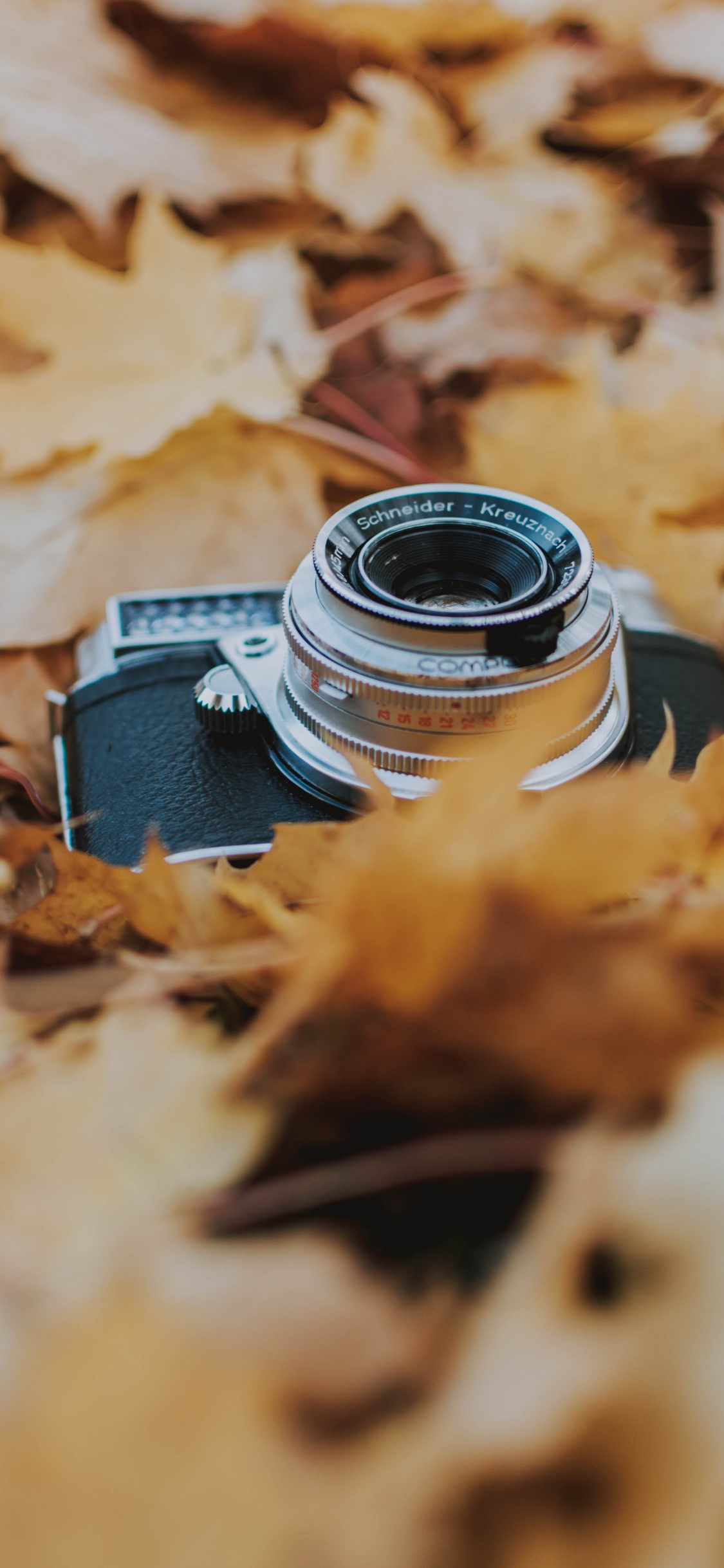 Обои дерево, лист, древесина, камера, коричневый цвет в разрешении 1125x2436