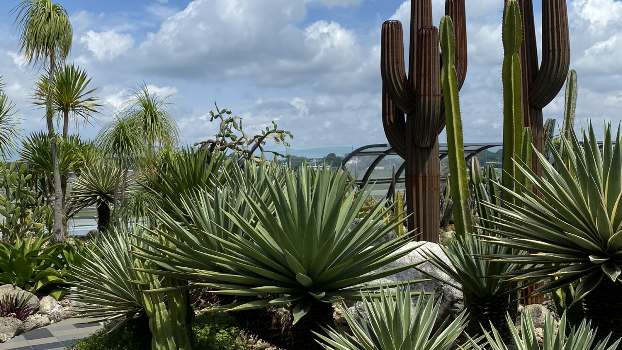 Обои растительность, кустарник, Ботанический сад, пальмовые рощи, пейзаж в разрешении 1280x720