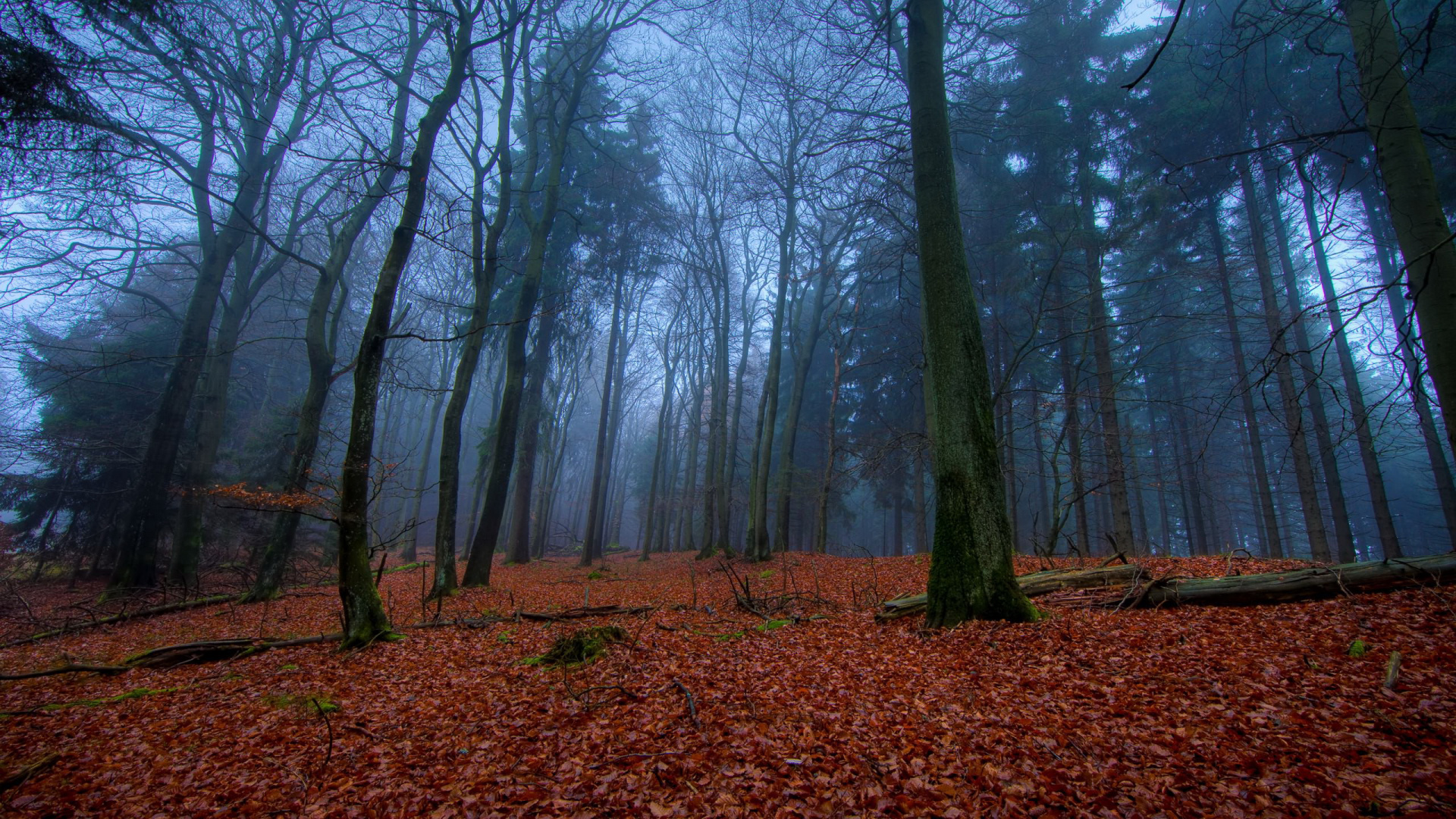 Обои дерево, лес, лесистая местность, природа, природный заповедник в разрешении 1920x1080