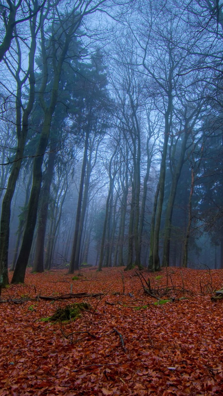 Обои дерево, лес, лесистая местность, природа, природный заповедник в разрешении 720x1280