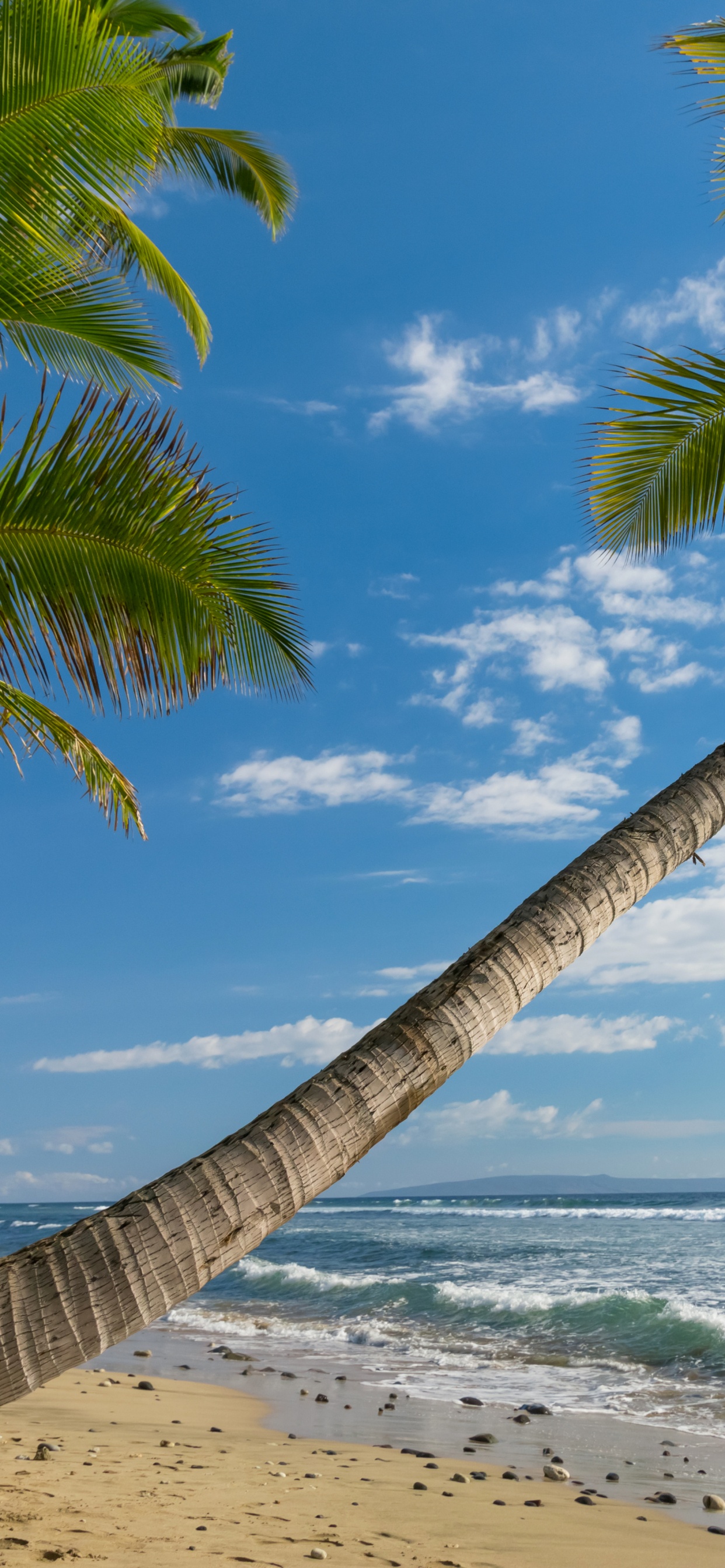 Обои Гавайи пейзаж, пляж, природа, побережье, дерево в разрешении 1242x2688