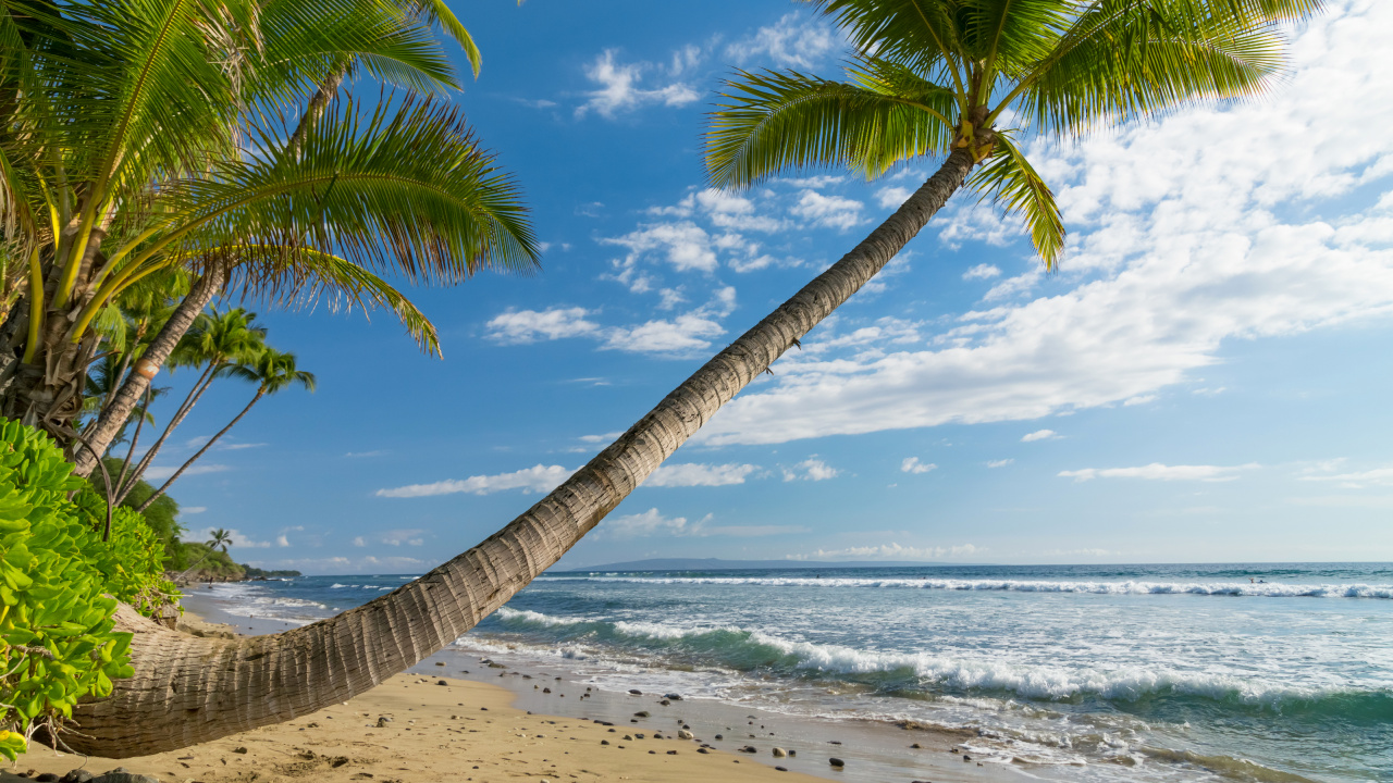 Обои Гавайи пейзаж, пляж, природа, побережье, дерево в разрешении 1280x720