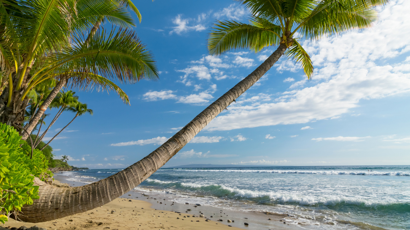 Обои Гавайи пейзаж, пляж, природа, побережье, дерево в разрешении 1366x768