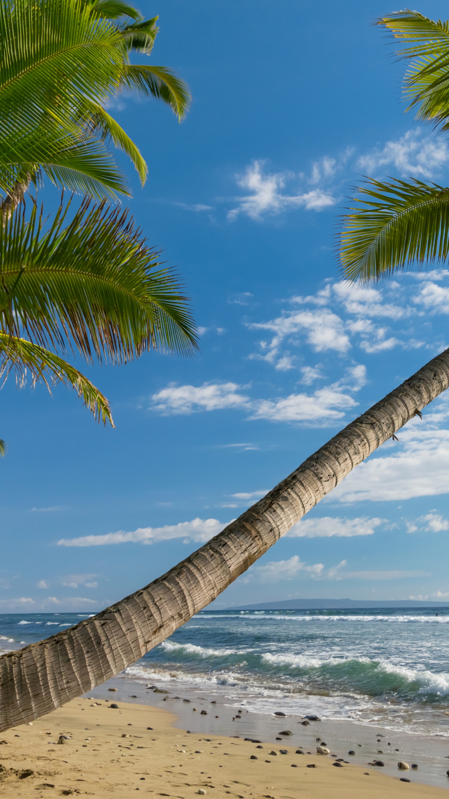 Обои Гавайи пейзаж, пляж, природа, побережье, дерево в разрешении 1440x2560