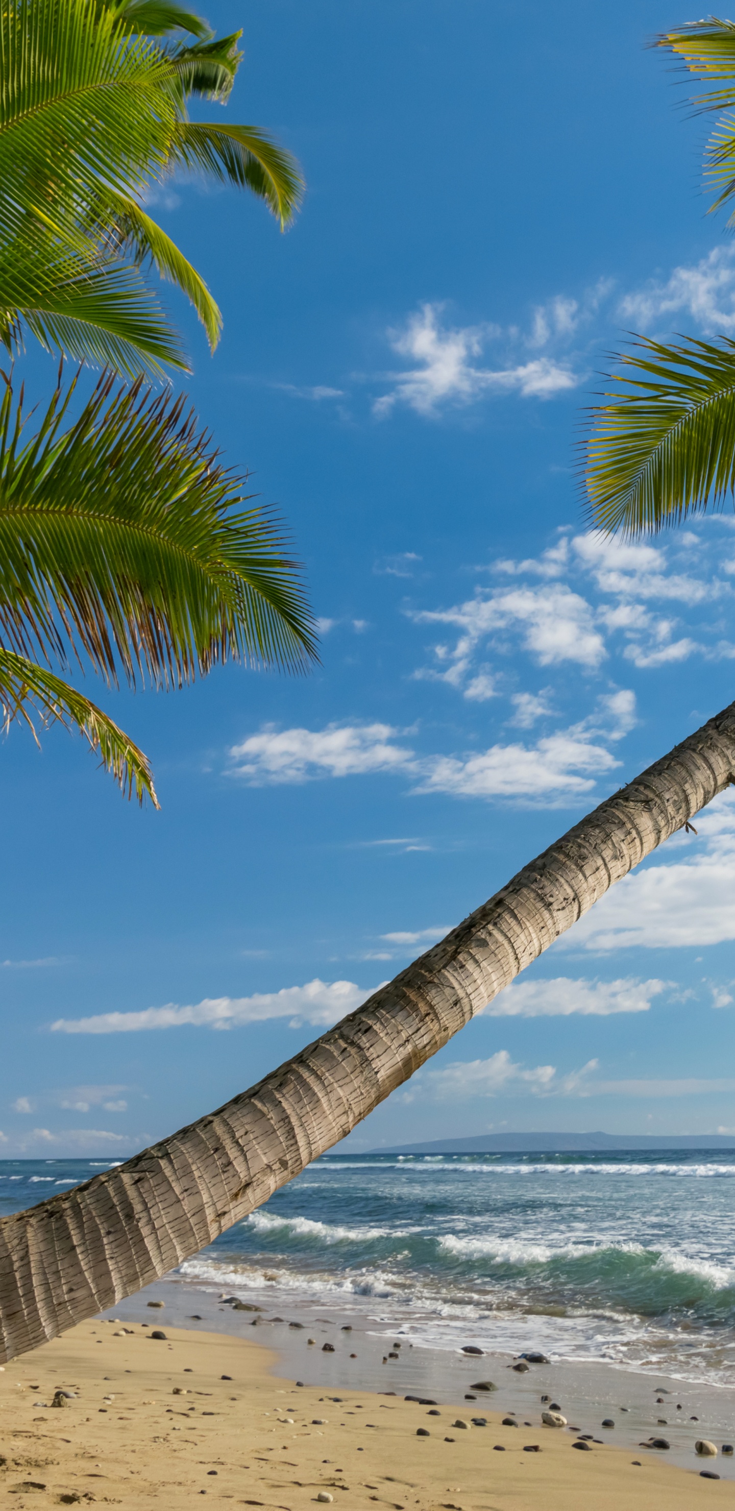 Обои Гавайи пейзаж, пляж, природа, побережье, дерево в разрешении 1440x2960