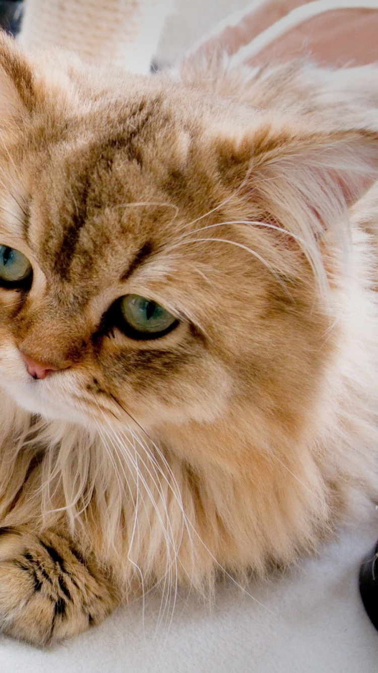 Обои котенок, кошачьих, мех, карапуз, мордочка в разрешении 750x1334