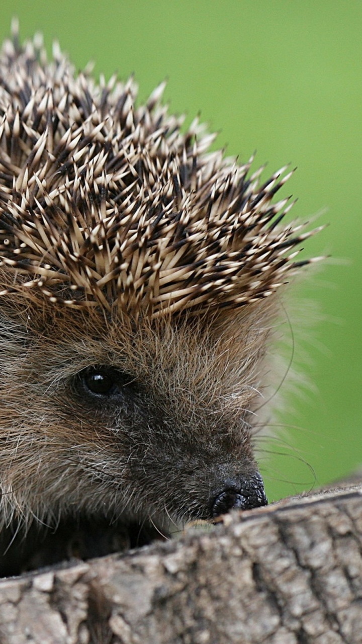 Обои ежик, erinaceidae, дикобраз, наземные животные, морда в разрешении 720x1280