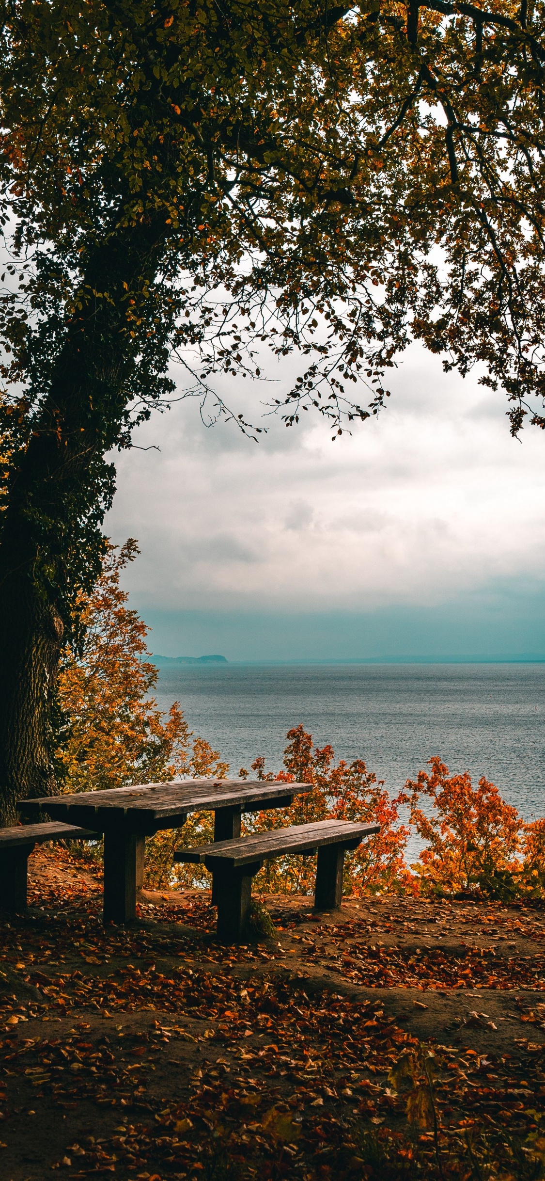 Обои природа, таблица, облако, вода, растение в разрешении 1125x2436