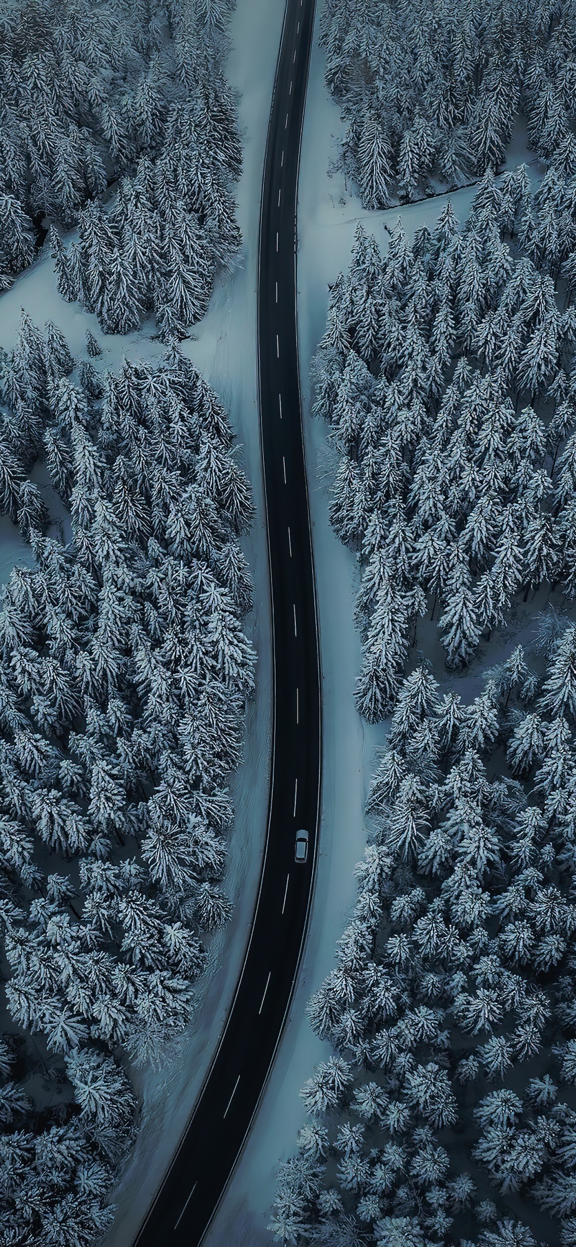 Обои замораживание, вода, автомобильные шины, растение, снег в разрешении 1125x2436