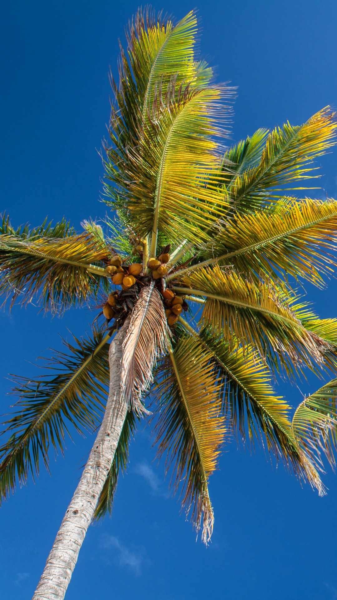 Обои пальмовые рощи, дерево, Пальма, растительность, Кокос в разрешении 1080x1920