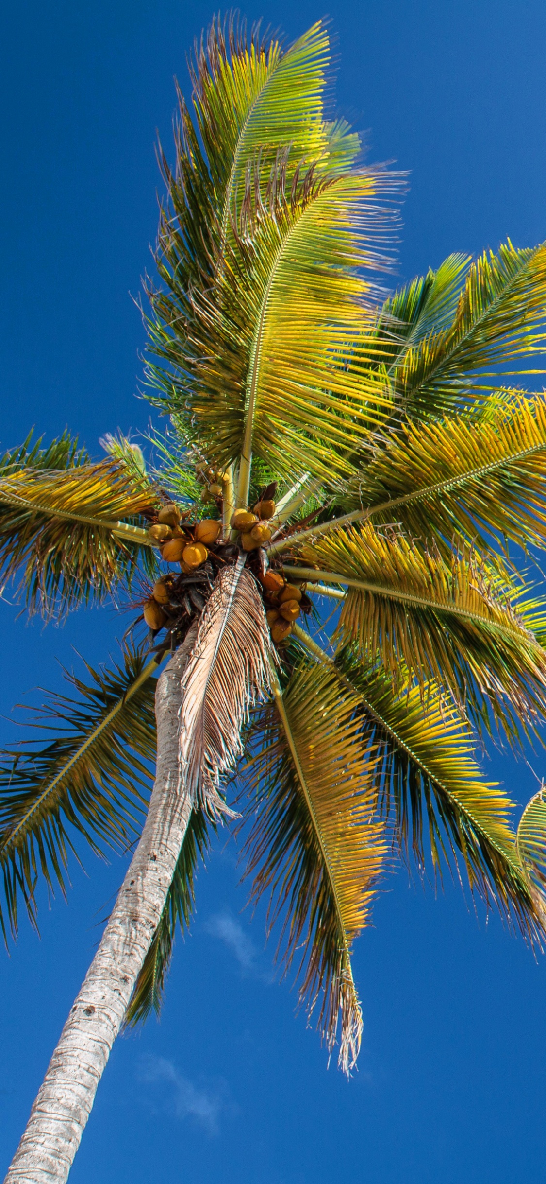 Обои пальмовые рощи, дерево, Пальма, растительность, Кокос в разрешении 1125x2436