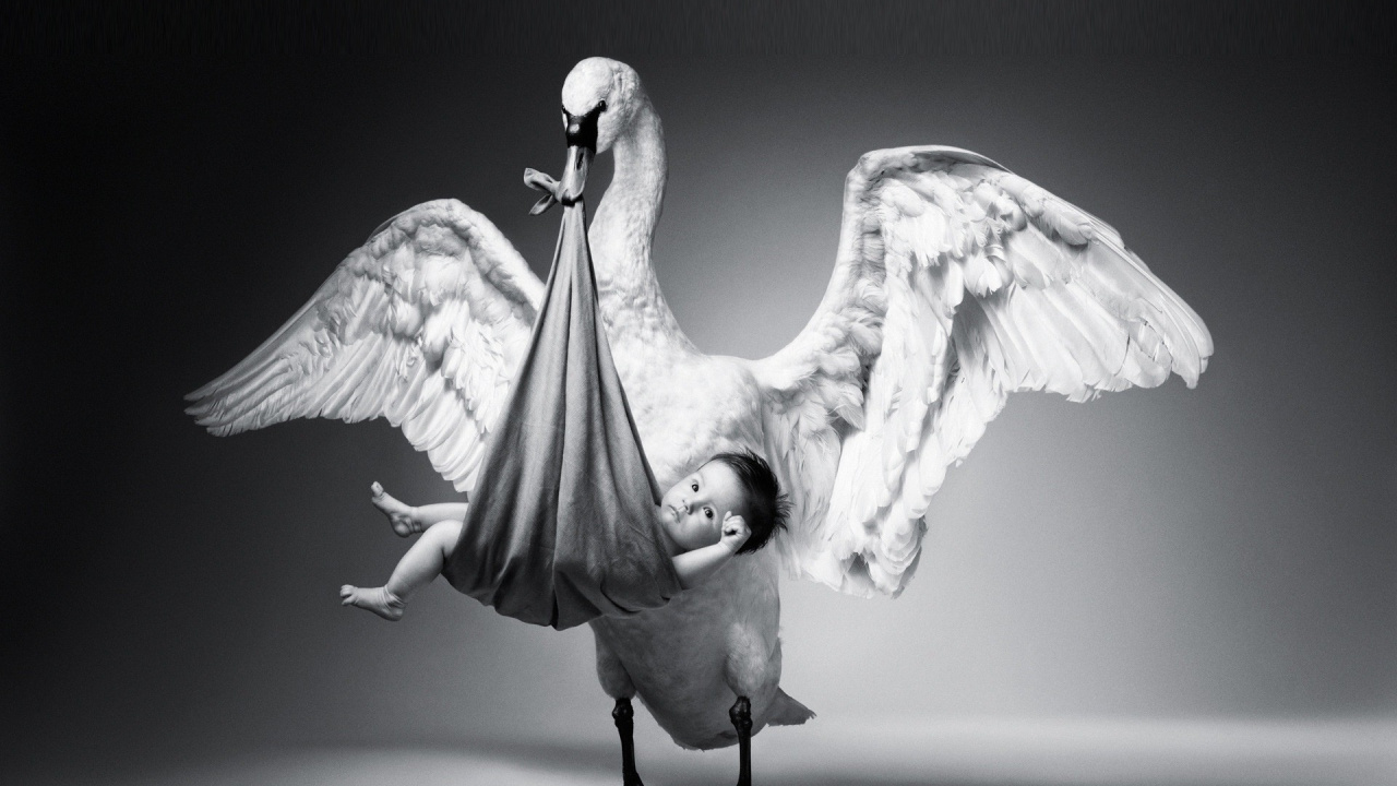 Обои крыло, птица, водоплавающие птицы, клюв, черный и белый в разрешении 1280x720