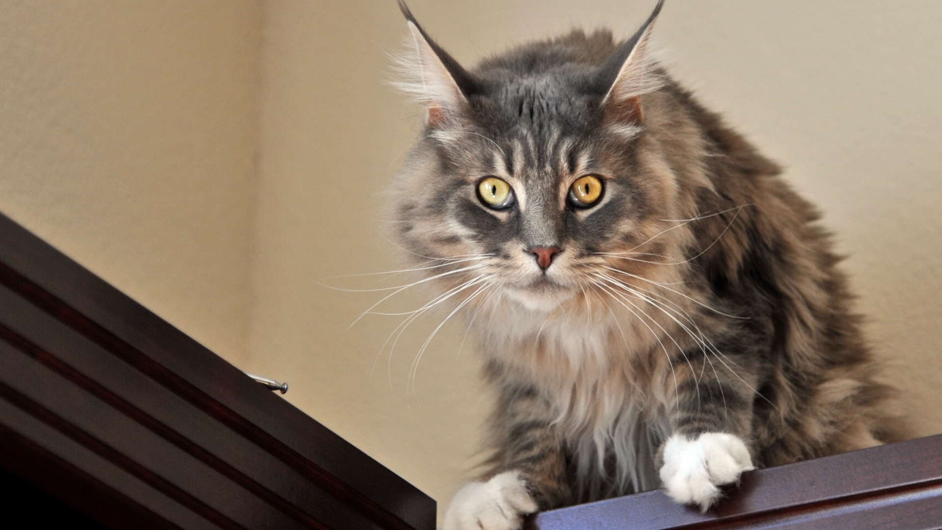 Обои мейн кун, котенок, норвежский лесной кот, бурманская кошка, абиссинец в разрешении 1920x1080