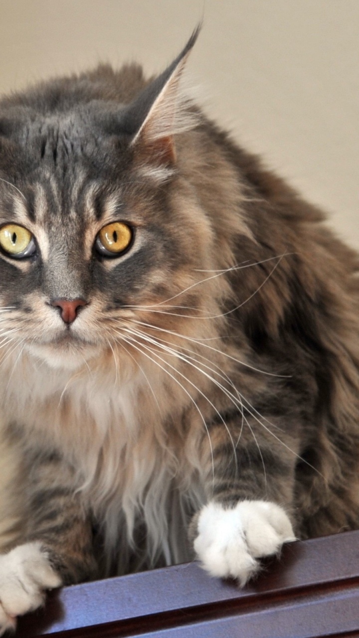 Обои мейн кун, котенок, норвежский лесной кот, бурманская кошка, абиссинец в разрешении 720x1280