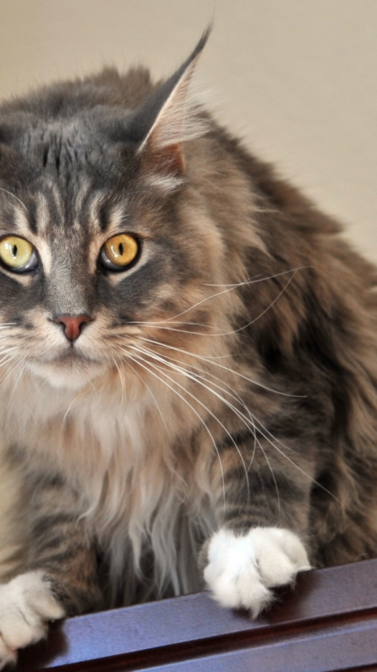 Обои мейн кун, котенок, норвежский лесной кот, бурманская кошка, абиссинец в разрешении 750x1334